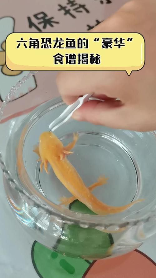 恐龍魚吃東西的樣子