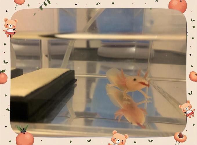 恐龍魚吃東西的樣子