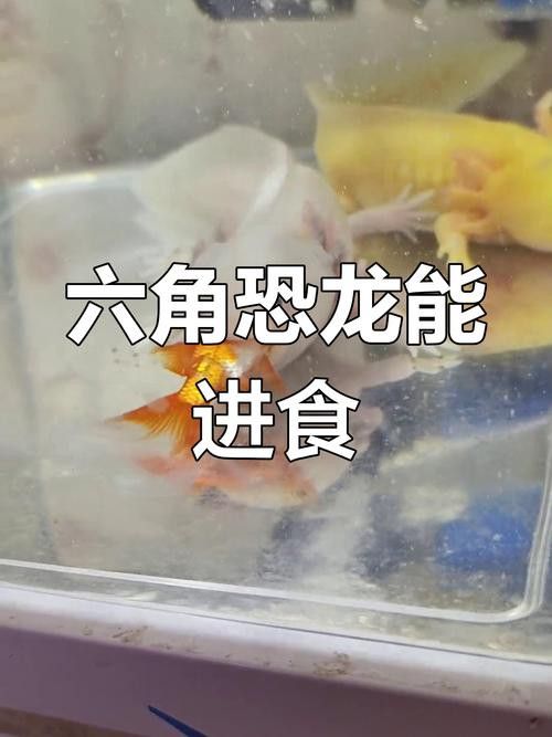 恐龍魚吃東西的樣子