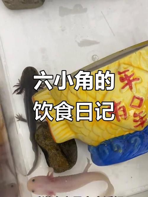 恐龍魚吃東西的樣子