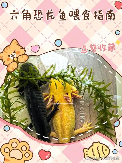 恐龍魚吃東西的樣子