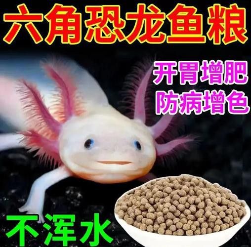 恐龍魚吃東西的樣子