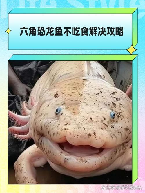 恐龍魚吃東西的樣子