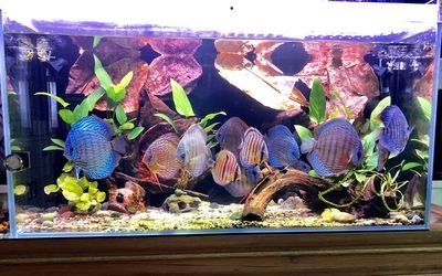 龍魚(yú)缸養(yǎng)七彩神仙魚(yú)（養(yǎng)殖七彩神仙魚(yú)需要注意什么？）