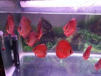 龍魚(yú)缸養(yǎng)七彩神仙魚(yú)（養(yǎng)殖七彩神仙魚(yú)需要注意什么？）