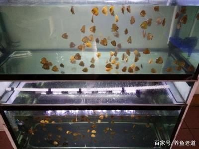 龍魚(yú)缸養(yǎng)七彩神仙魚(yú)（養(yǎng)殖七彩神仙魚(yú)需要注意什么？）