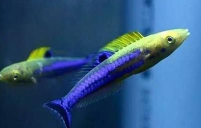 龍魚配魚幾條最好養(yǎng)（混養(yǎng)龍魚的關鍵在于選擇合適的配魚并且要注意水質(zhì)、食性和空間需求）