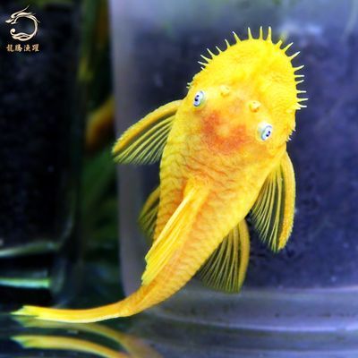 金龍魚金頭：金頭金龍魚的價格