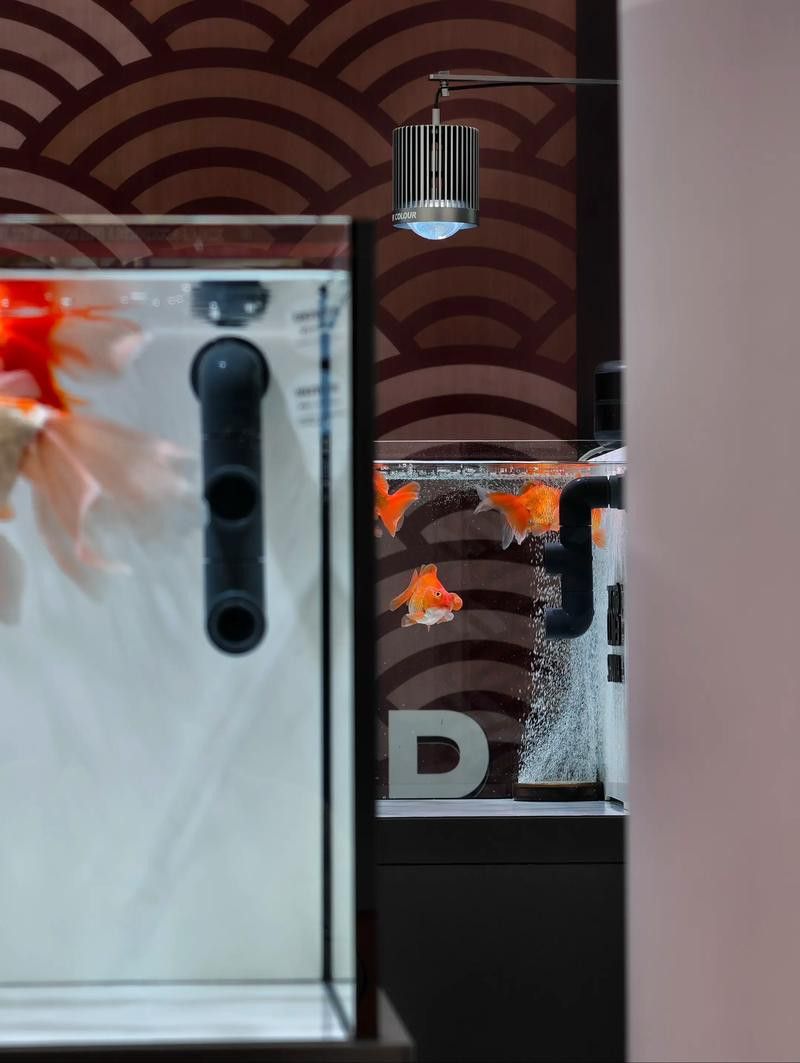 哪款馬印神燈最適合過背金龍魚？ 哪款馬印神燈最適合過背金龍魚？ 龍魚百科 第3張