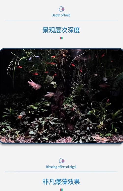 哪款馬印神燈最適合過背金龍魚？ 哪款馬印神燈最適合過背金龍魚？ 龍魚百科 第2張