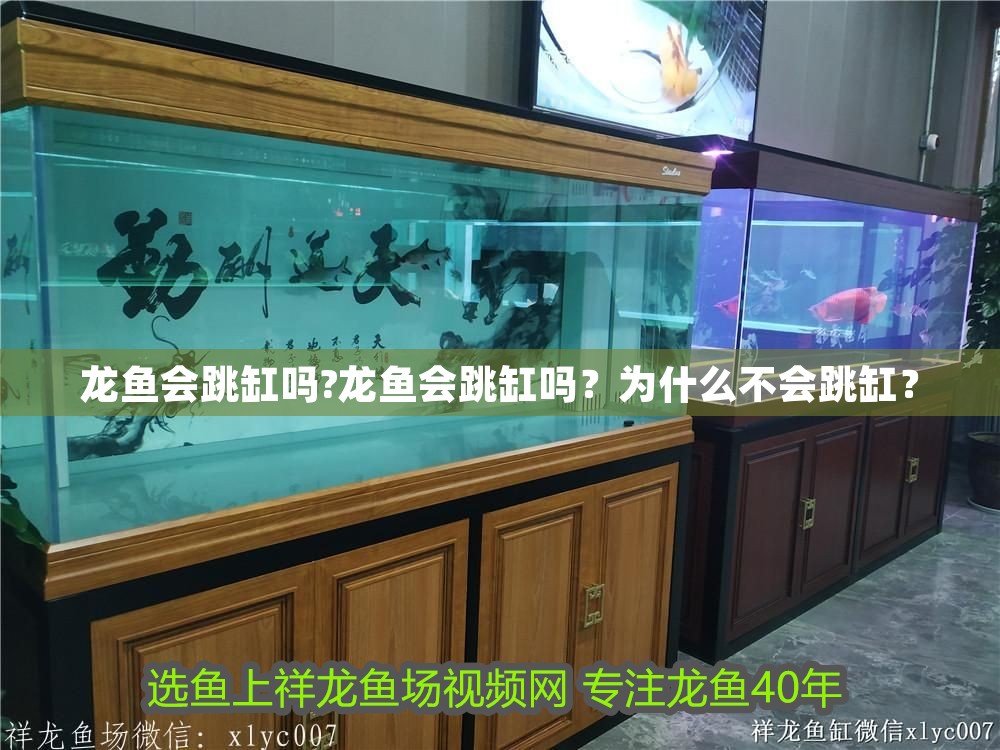 龍魚會跳缸嗎?龍魚會跳缸嗎？為什么不會跳缸？