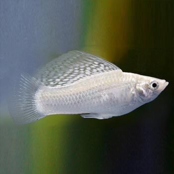 龍魚會跳缸嗎?龍魚會跳缸嗎？為什么不會跳缸？