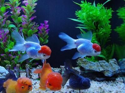 家庭養金龍魚有什么風水講究（養金龍魚有風水講究嗎？） 家庭養金龍魚有什么風水講究（養金龍魚有風水講究嗎？） 龍魚百科 第2張