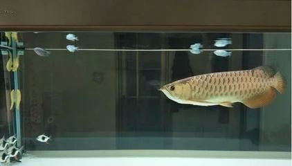 龍魚的飼養溫度和濕度是多少度的：關于龍魚飼養溫度的一些詳細信息