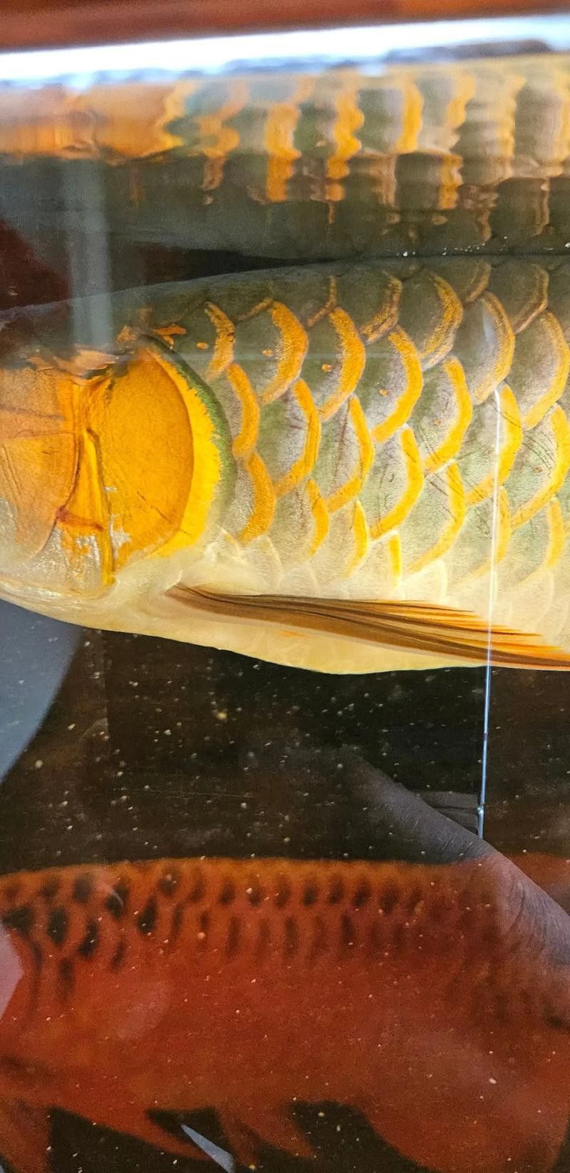 龍魚進(jìn)口流程視頻教程下載：龍魚進(jìn)口流程教程