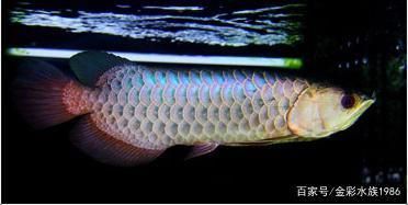 龍魚鱗片多久才恢復原來的：龍魚掉鱗片后恢復原狀的時間