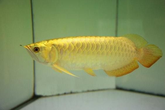 紅尾金龍魚圖片大全