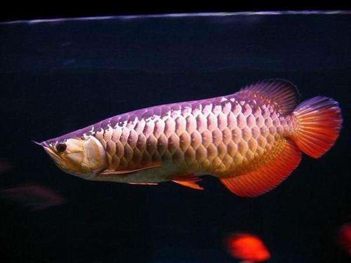 紅尾金龍魚圖片大全