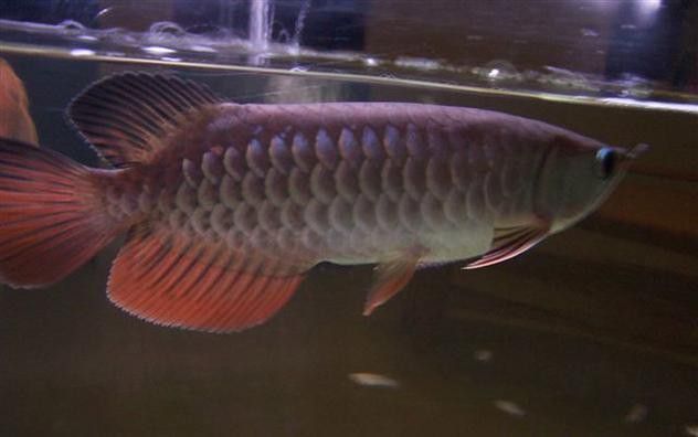 紅尾金龍魚圖片大全