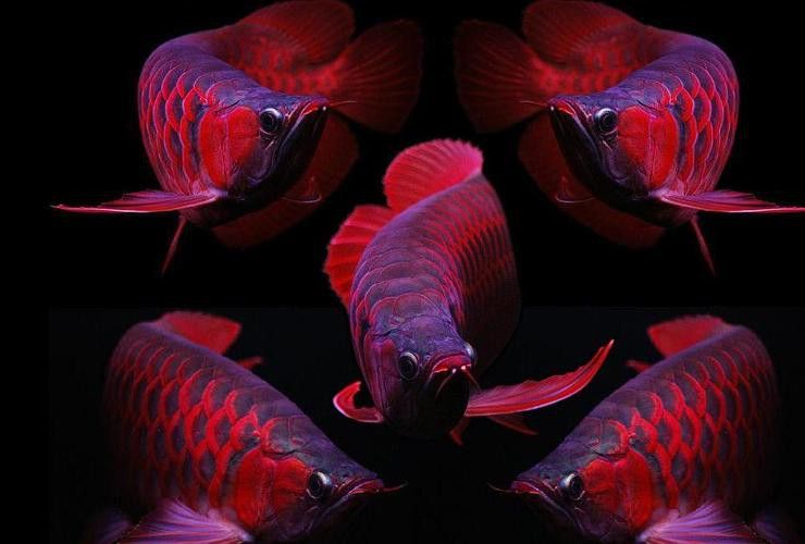 紅尾金龍魚圖片大全