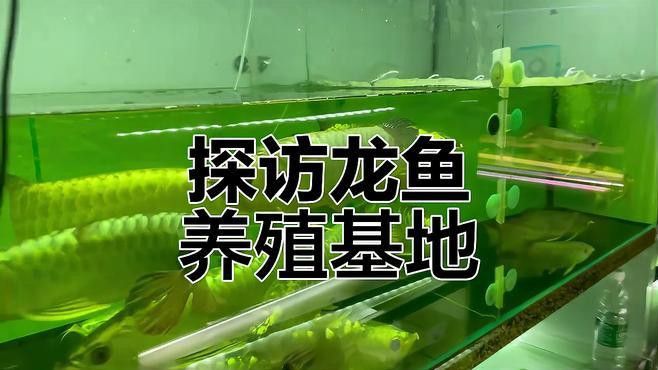 紅尾金龍魚圖片大全