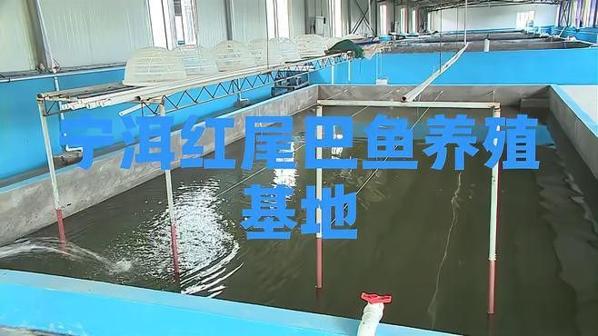 紅尾金龍魚圖片大全