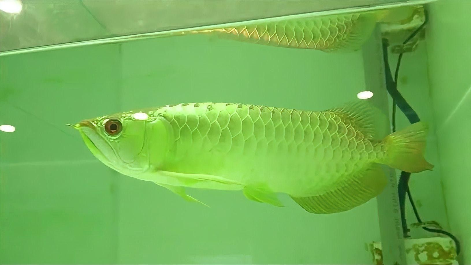 紅尾金龍魚圖片大全