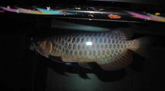 紅尾金龍魚圖片大全