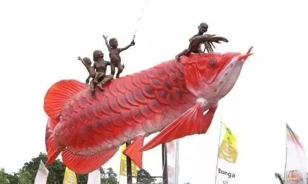 紅尾金龍魚圖片大全