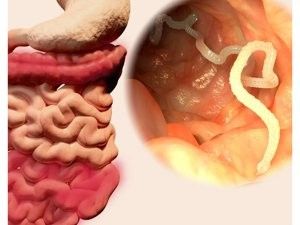 龍貓感染寄生蟲會自愈嗎？