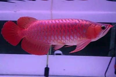 龍魚適合在家里養(yǎng)嗎冬天：養(yǎng)龍魚是否適合在家里養(yǎng)，主要取決于幾個(gè)因素