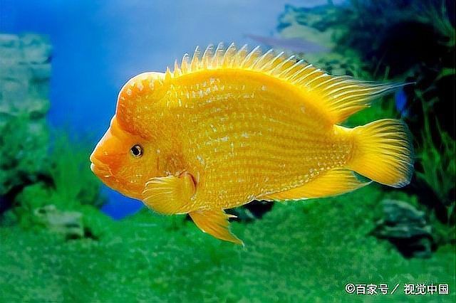 魚身上潰爛能自愈嗎