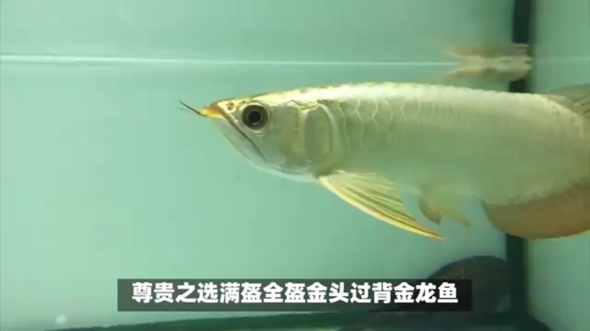 金龍魚漁場最厲害三個地方