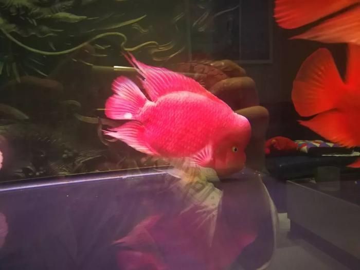 龍魚憋卵怎么處理【龍魚憋卵怎么辦】