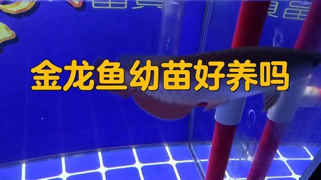 龍魚苗的飼養難度大嗎？