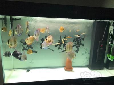七彩神仙魚能和龍魚一起養嗎：七彩神仙魚可以與龍魚一起混養