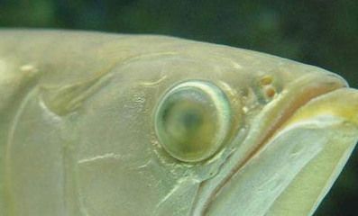 龍魚(yú)為什么會(huì)吐胃袋出來(lái)的東西：龍魚(yú)吐胃袋可能有多種原因