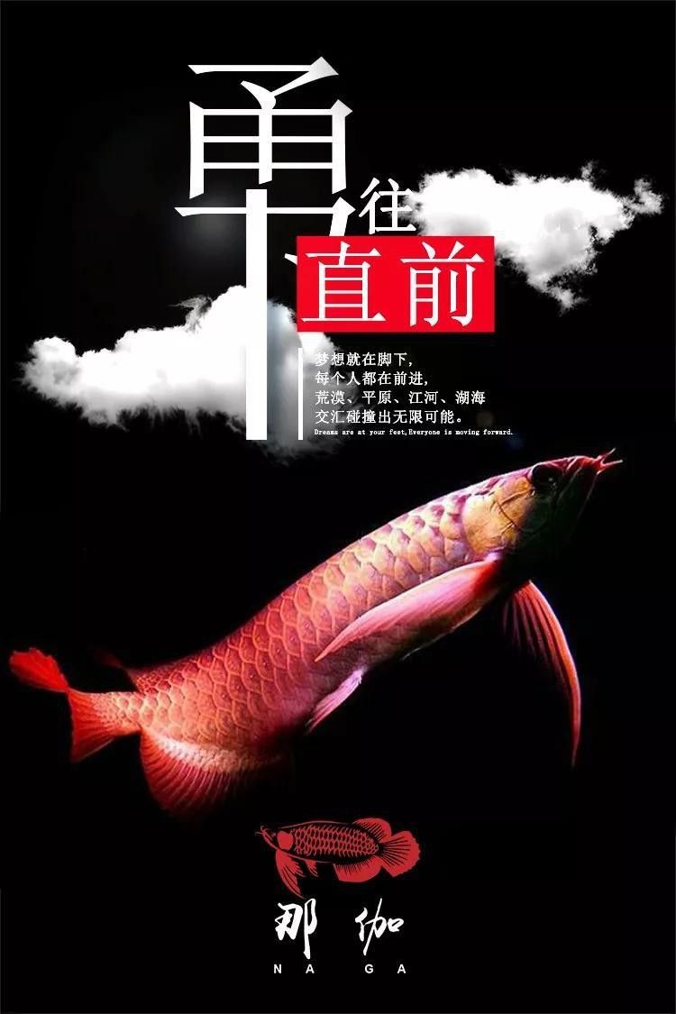 紅龍魚用多少k的燈合適