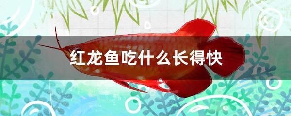 紅龍魚喂活食好嗎（紅龍魚發色技巧全攻略全攻略紅龍魚發色技巧全攻略）
