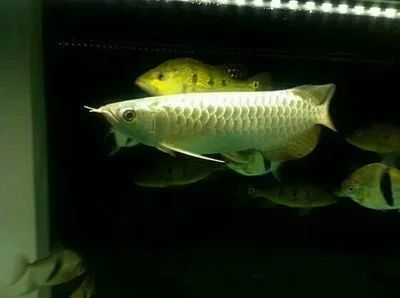 龍魚多久可以長到40公分重的