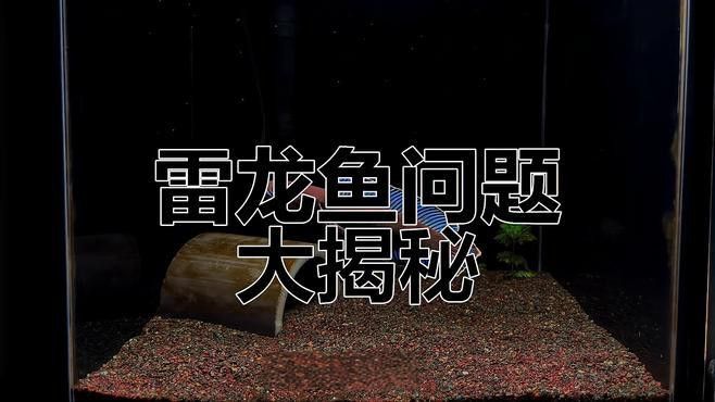 如何選擇適合雷龍魚的水族箱？