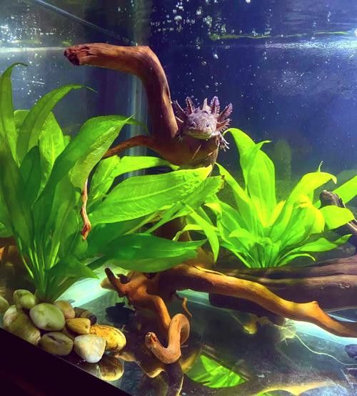 恐龍魚用什么魚缸養好看