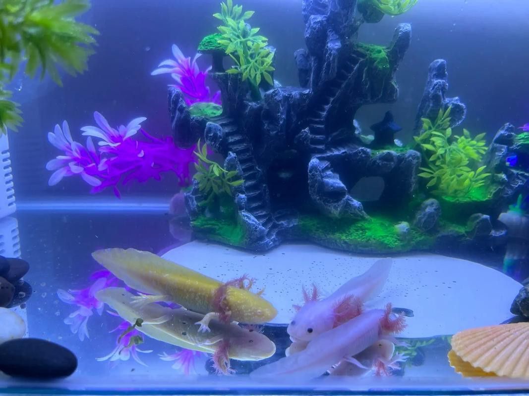 恐龍魚用什么魚缸養好看