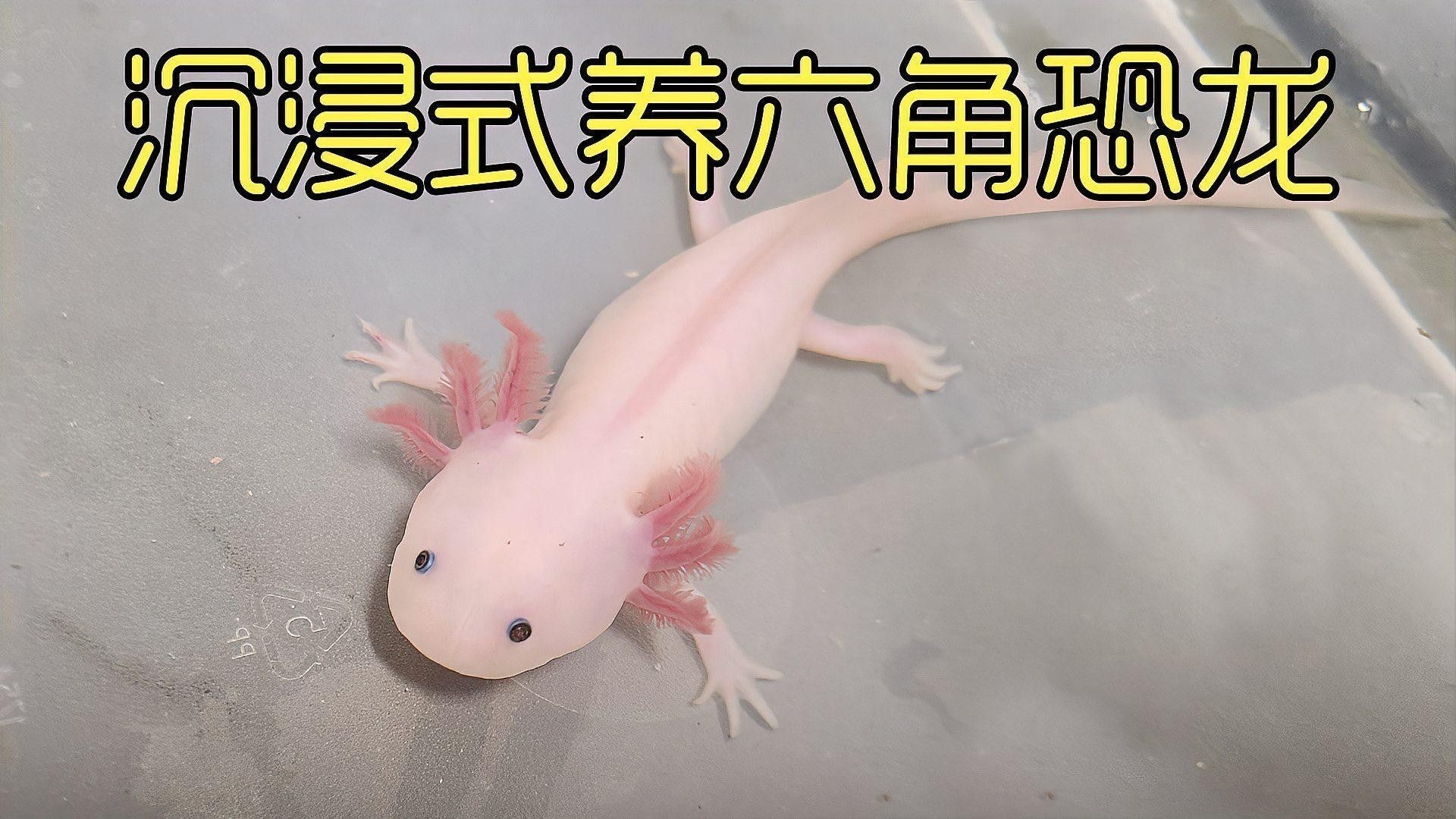 恐龍魚用什么魚缸養好看