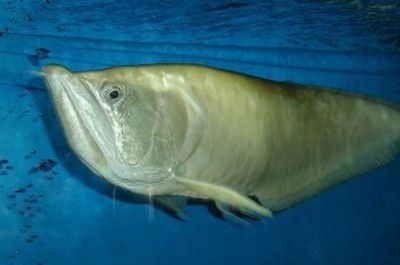 銀龍魚蒙眼病最快的辦法（如何快速治療銀龍魚蒙眼?。? title=