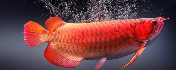 紅龍魚需要經常換水嗎（紅龍魚換水頻率及注意事項）