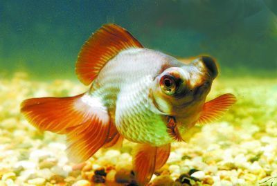 白龍魚好養嗎（白金龍魚好養嗎，怎么養） 白龍魚好養嗎（白金龍魚好養嗎，怎么養） 龍魚百科 第1張