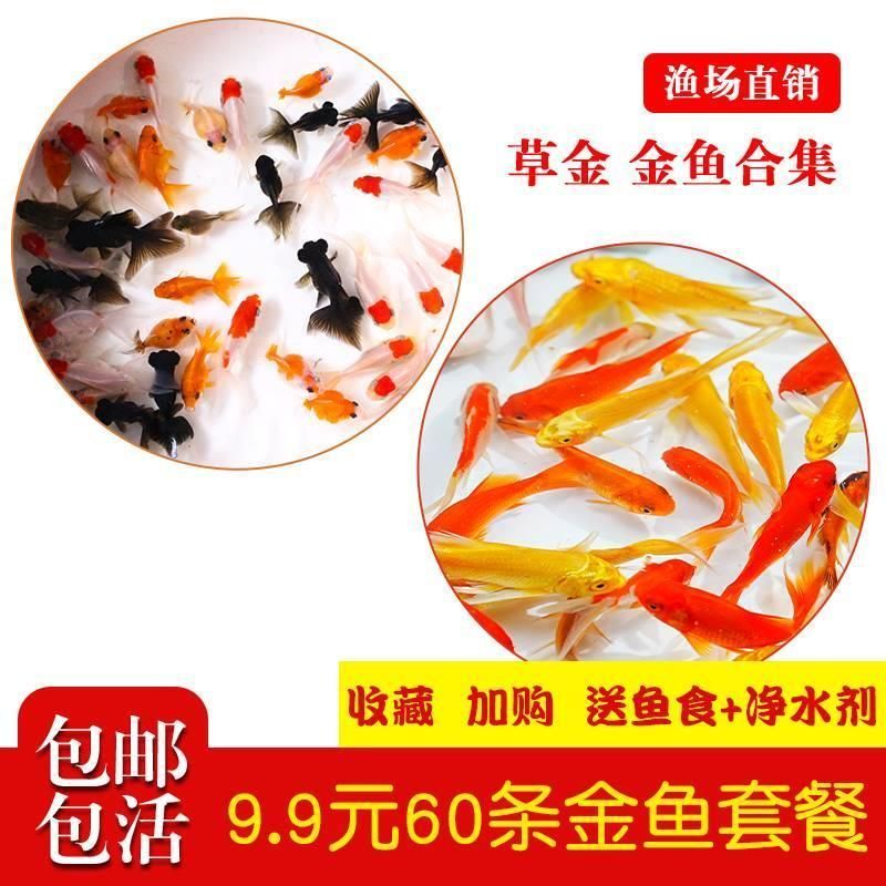 龍魚飼料魚是什么魚：如何挑選優質龍魚飼料魚的營養價值