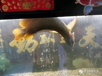 網(wǎng)上買龍魚的是真的嗎（關(guān)于網(wǎng)上購買龍魚的一些詳細(xì)信息）