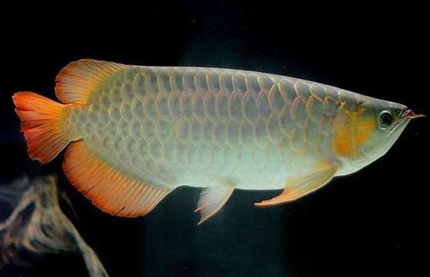 網(wǎng)上買龍魚的是真的嗎（關(guān)于網(wǎng)上購買龍魚的一些詳細(xì)信息）